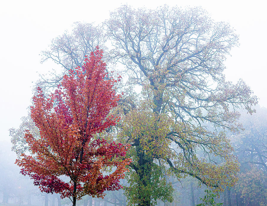 Red Tree with a Large Tree on a Foggy Night - Zion, Illinois Photograph by David Morehead