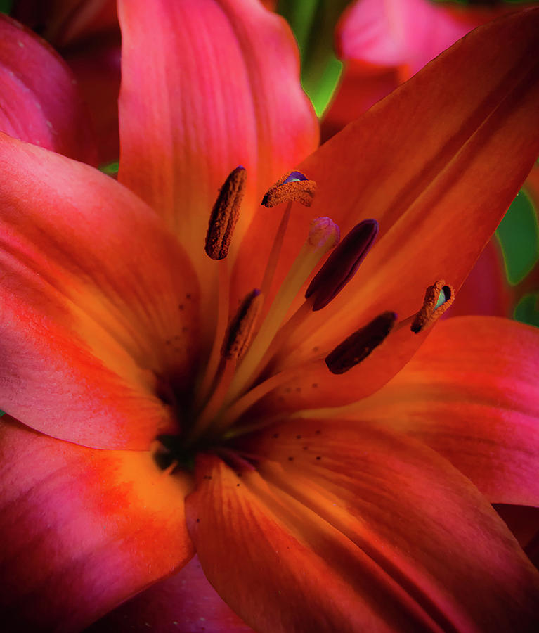 Red. Photograph by Trever Barker - Fine Art America