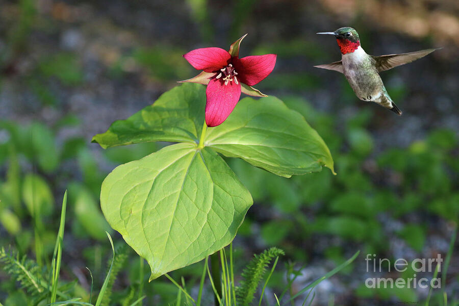 Red Trillium and Hummingbird Photograph by Sandra Huston