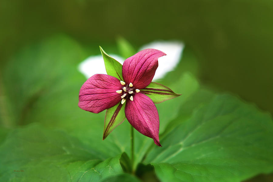 Red Trillium Flower Photograph by Christina Rollo