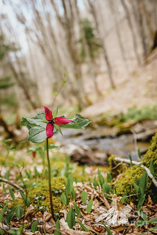 Red Trillium Photograph by Laura Honaker
