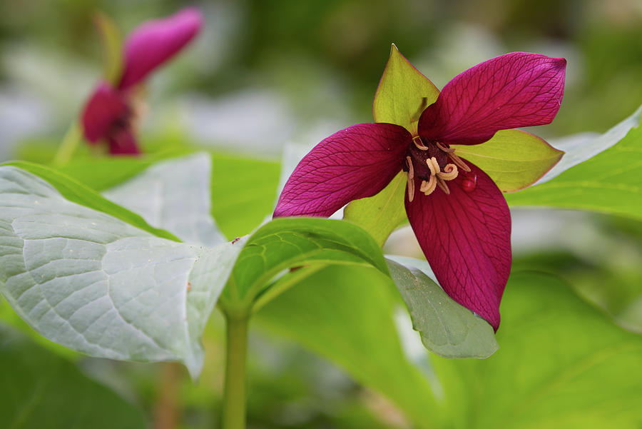 Red Trillium with Droplet Photograph by Flinn Hackett