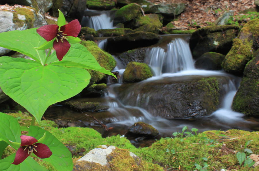 Red Trilliums and Cascading Brook Photograph by John Burk