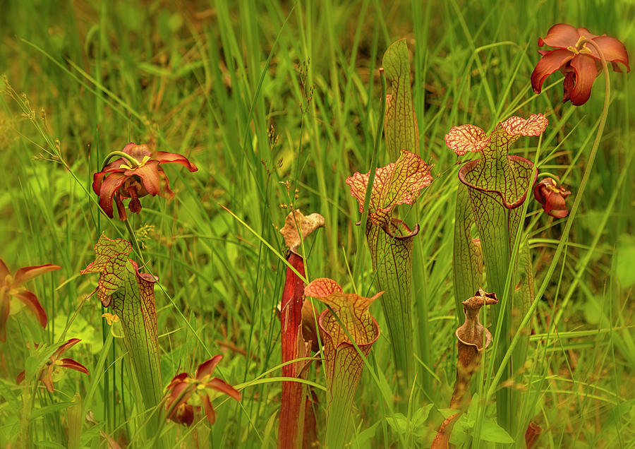 Red Trumpet Pitcher Plants Photograph by Cate Franklyn
