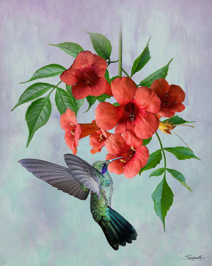 Red Trumpet Vine and Hummingbird Digital Art by M Spadecaller