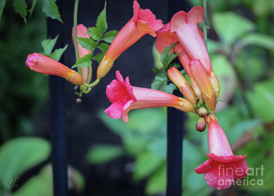 Summer Photograph - Red Trumpet Vine Blooming in the Garden by D Lee