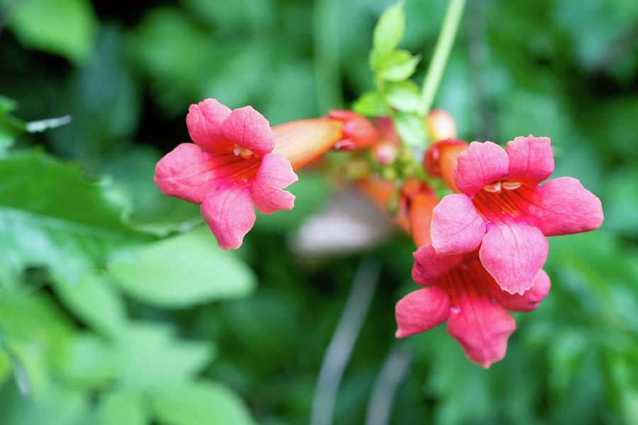 Red Trumpet Vine Flowers Photograph by Rich S