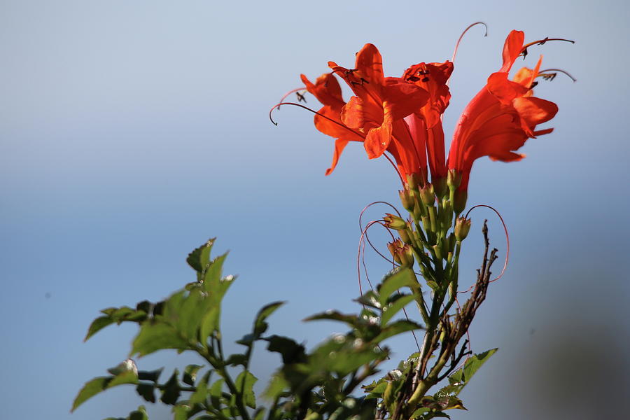Red Trumpet Vine Photograph by Russ Harris