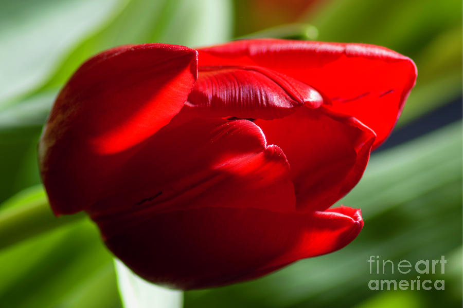 Red Tulip 01 Photograph