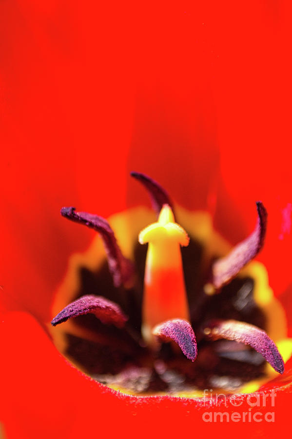 Red Tulip 3 Photograph