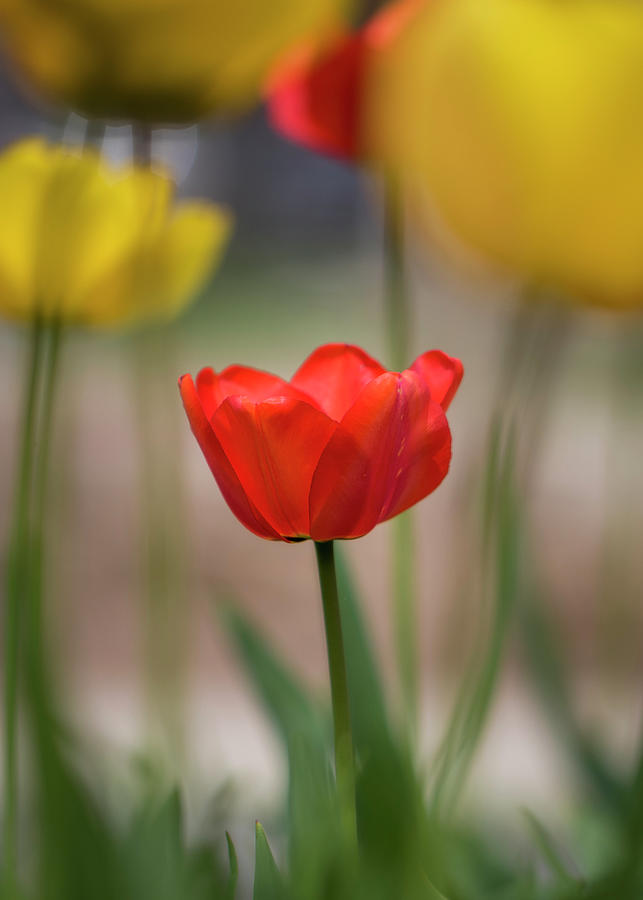 Red Tulip Photograph by Allin Sorenson