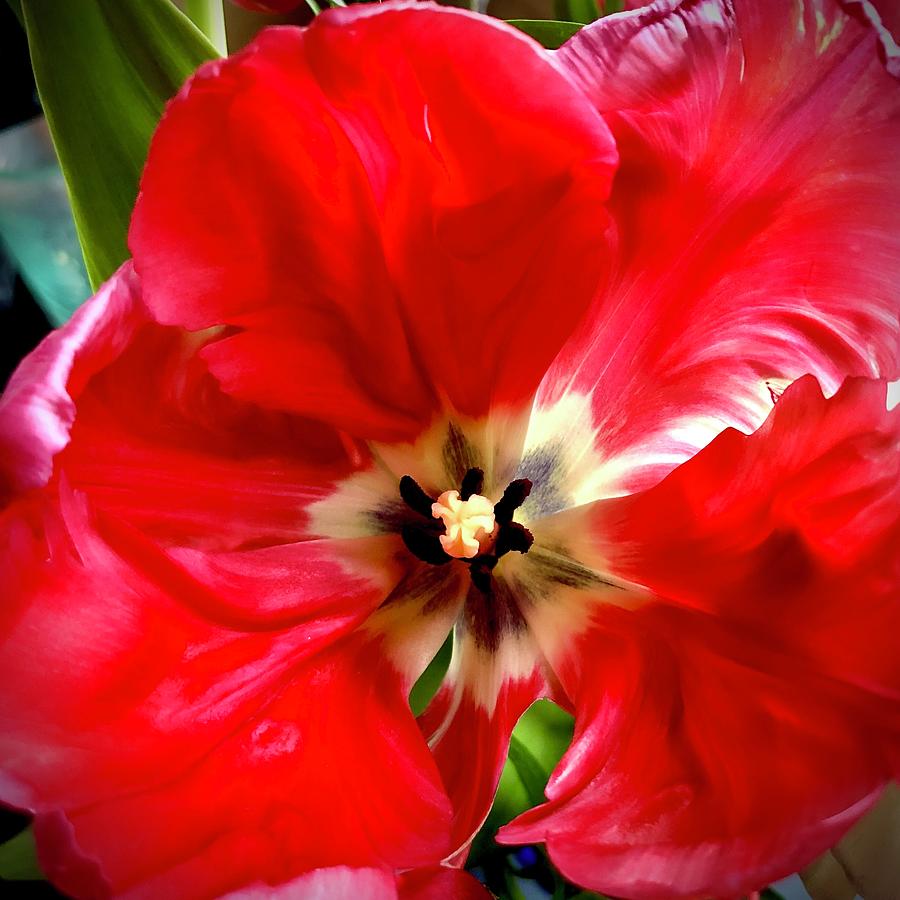 Red Tulip Photograph by Along The Way