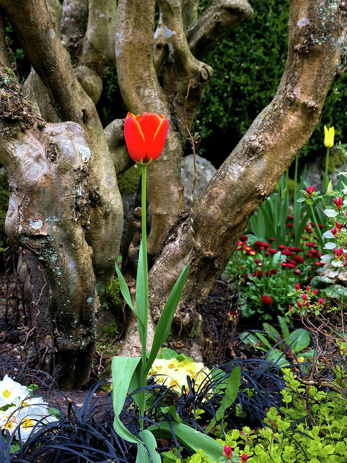 Red Tulip and  Spring Flowers  Photograph by Alex Lyubar
