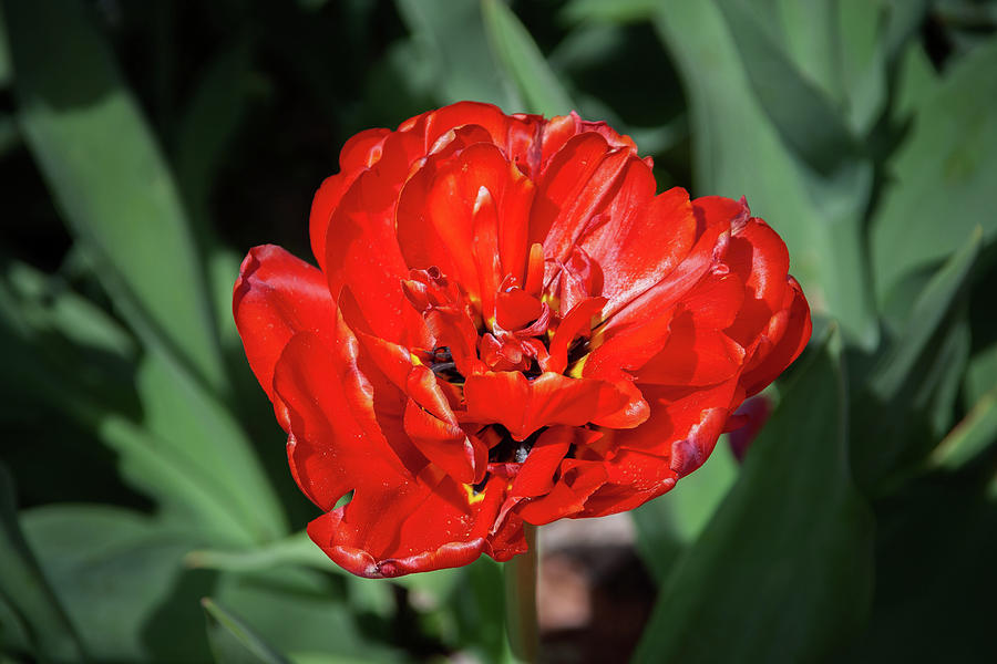 Red Tulip Blooming Flower Macro Photograph by Artur Bogacki