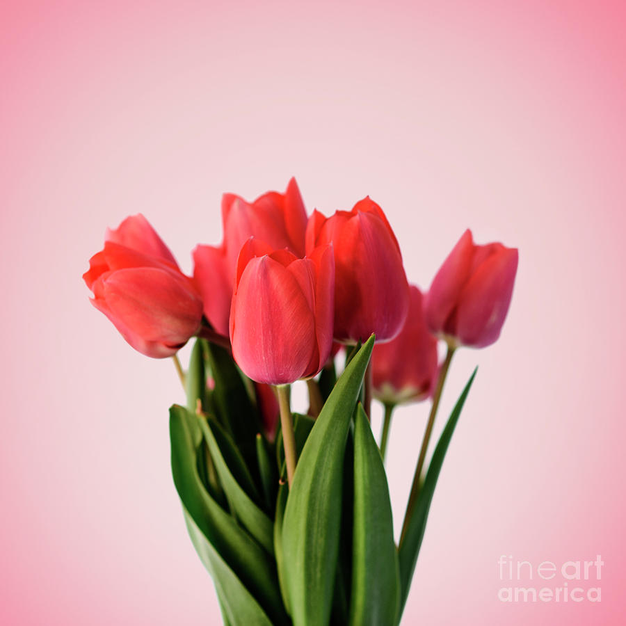 Red tulip bouquet on pastel pink background. Minimal creative fl Photograph by Jelena Jovanovic