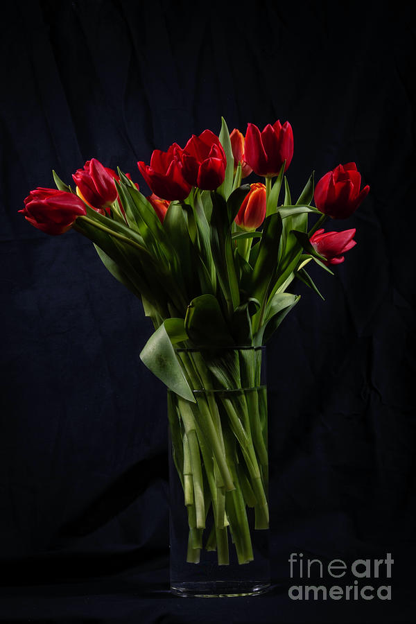 Red Tulip Bouquet Photograph