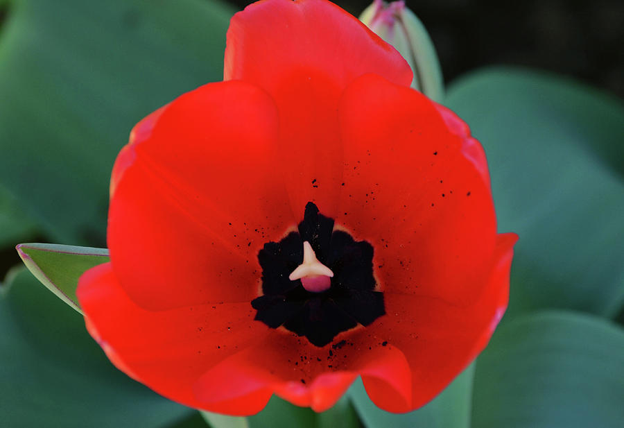 Red Tulip Close Up From Above Photograph