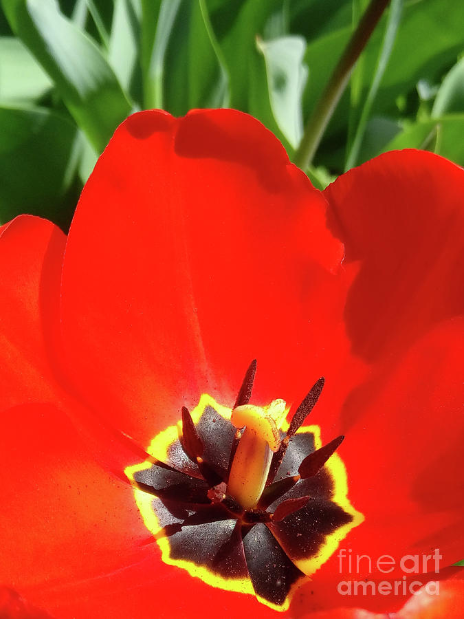 Red Tulip Close up Photograph by Jasna Dragun