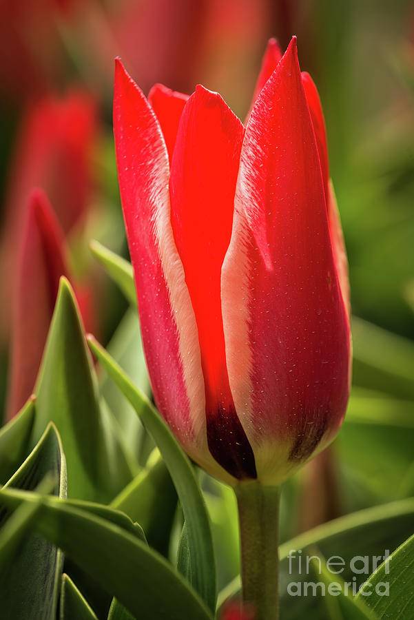 Red Tulip Photograph by Craig Leaper