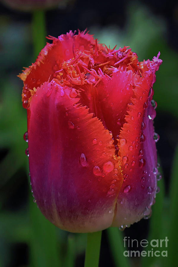 Flowers Still Life Photograph - Red Tulip by Douglas White