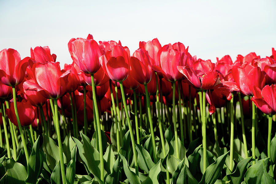Red Tulip Field Photograph by Rich S