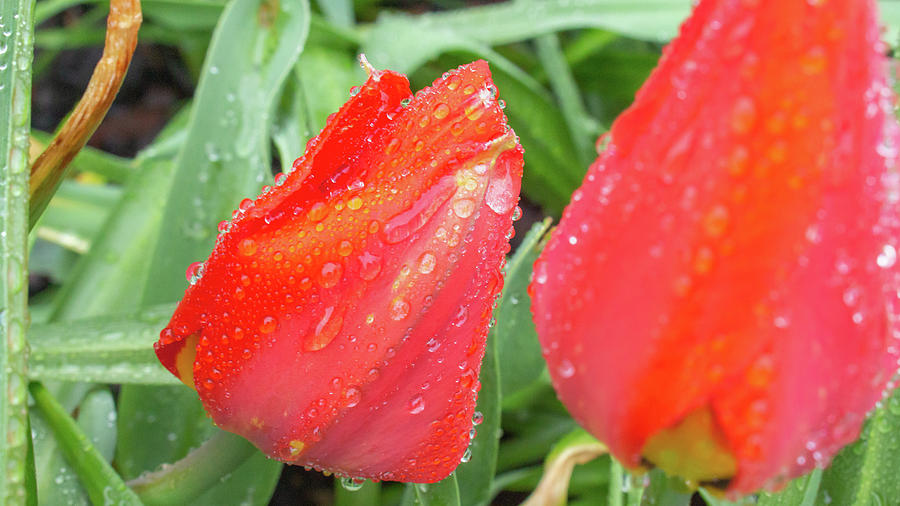 Red Tulip Flower after A Spring Rain  Photograph by Auden Johnson