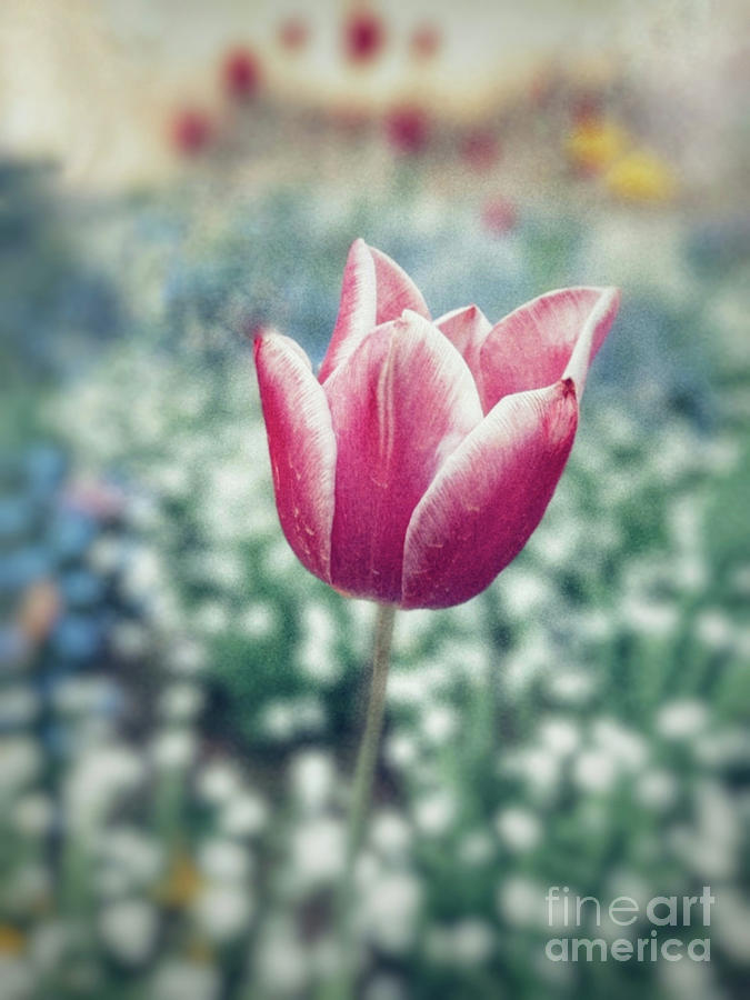 Tulip Photograph - Red Tulip Flower  by Antonia Surich