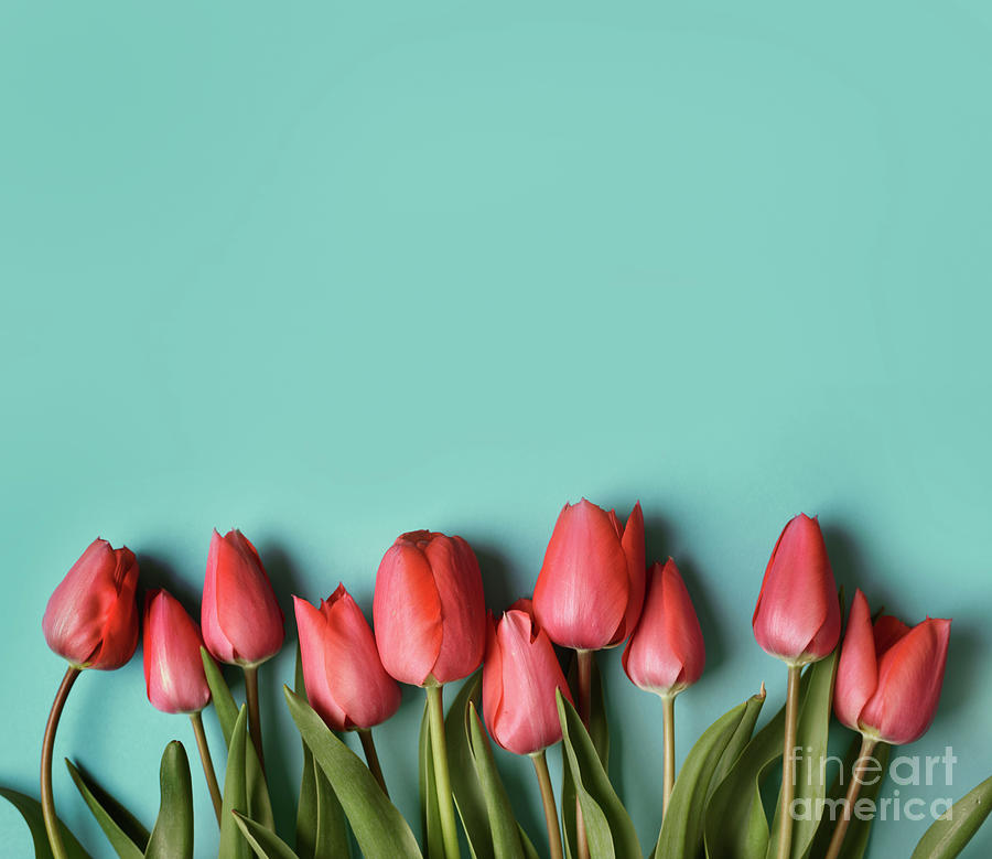 Red tulip flower on pastel blue background from above. Spring bu Photograph by Jelena Jovanovic
