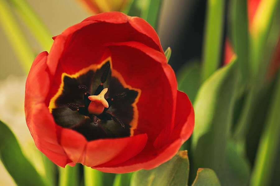 Red tulip flower Photograph by Sintrax