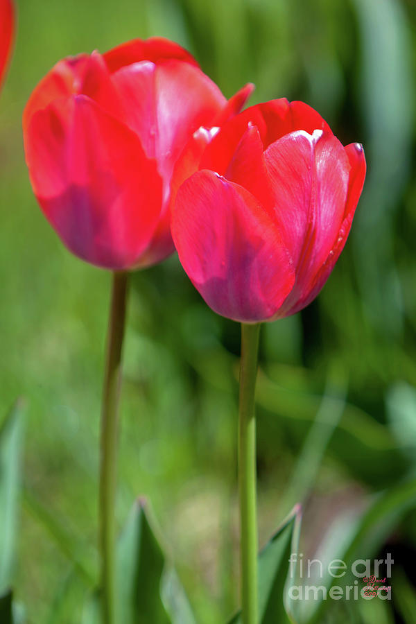 Red Tulip Flowers Photograph by David Millenheft