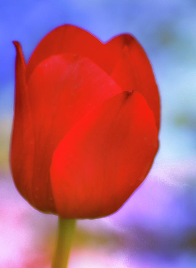 Red Tulip II Photograph by Joan Han