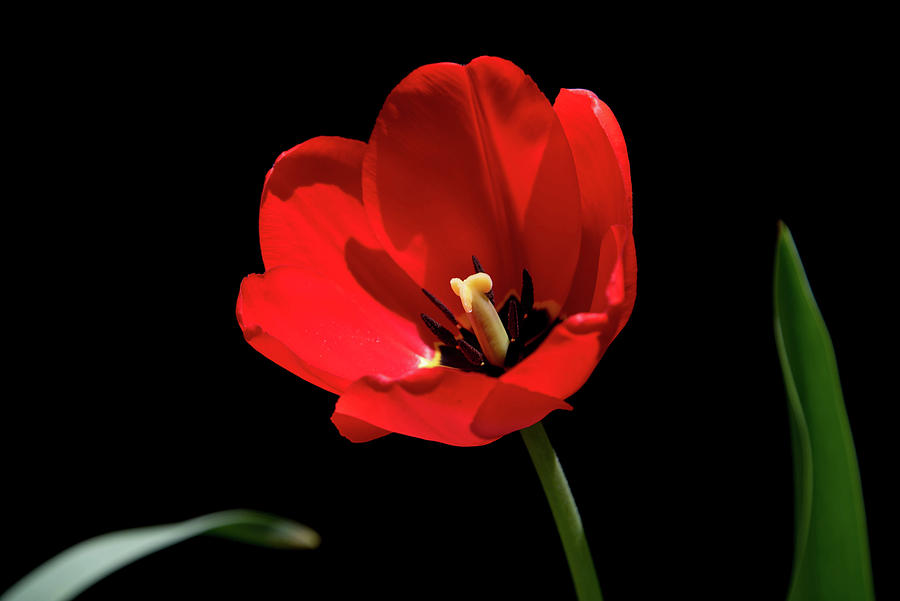 Red tulip in bloom Photograph by Alan Goldberg