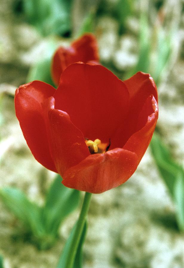 Red Tulip in the Morning Sunshine Photograph by Douglas Barnett