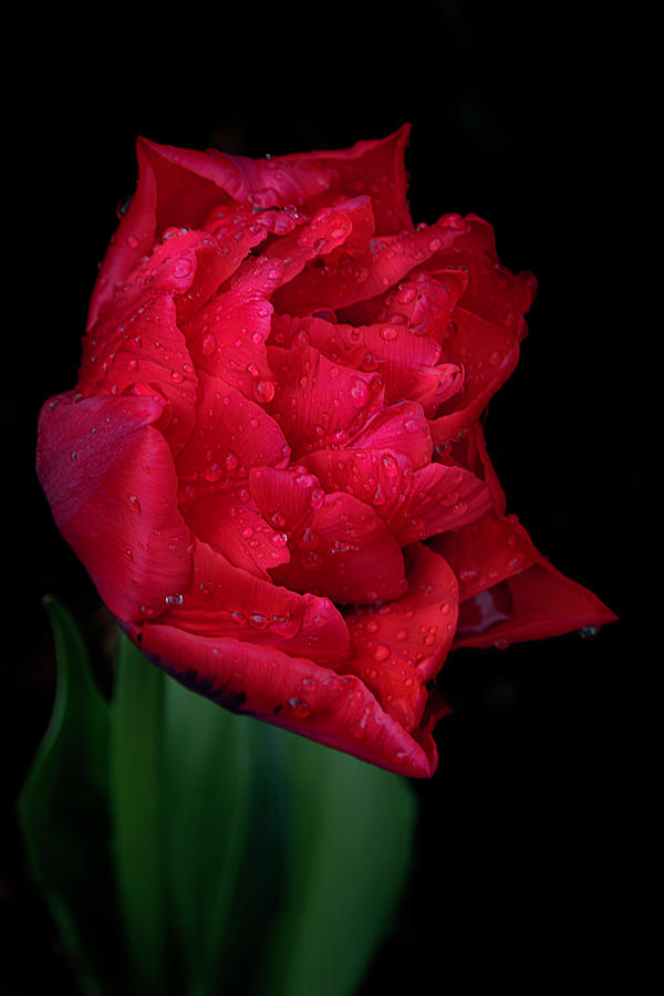Red Tulip in the Rain Photograph by Teresa Wilson
