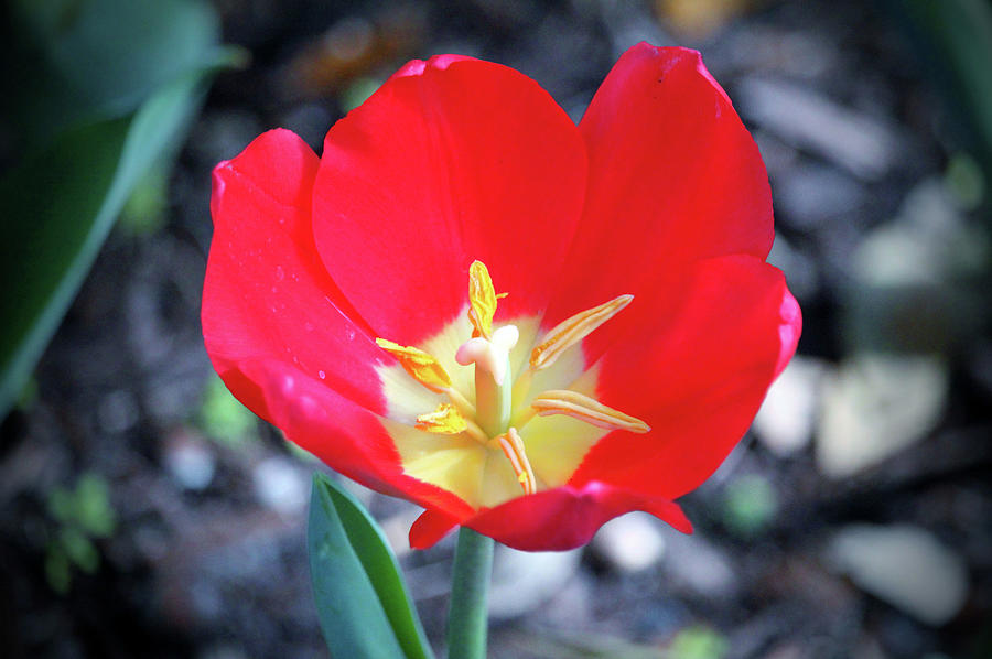 Red Tulip Inner Beauty Photograph by Cynthia Guinn