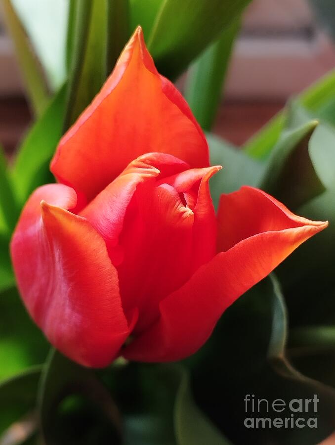 Red Tulip Photograph by Jasna Dragun - Fine Art America