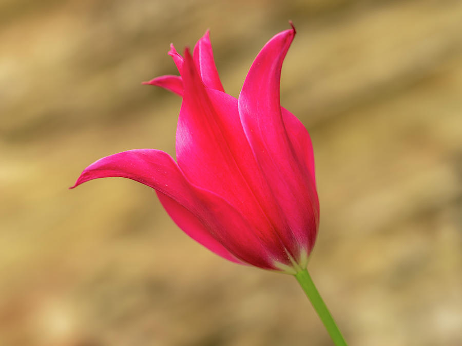 Red tulip Photograph by Average Images