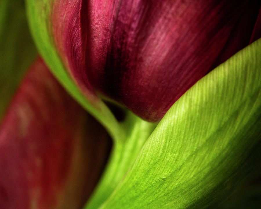 Red Tulip Macro Photograph by Cheryl Day