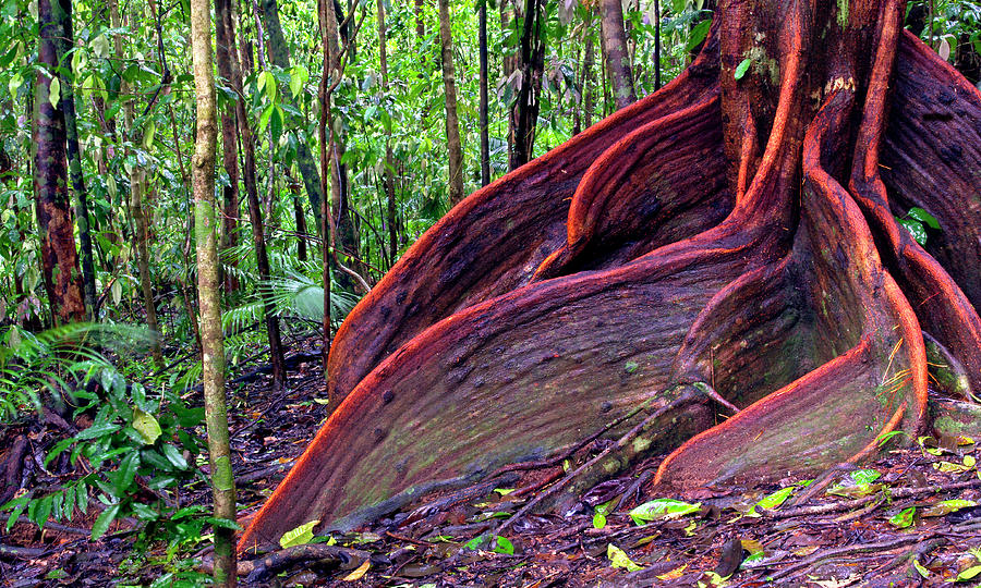 Roots of the Rainforest - Fine Art Print Photograph by Kenneth Lane Smith