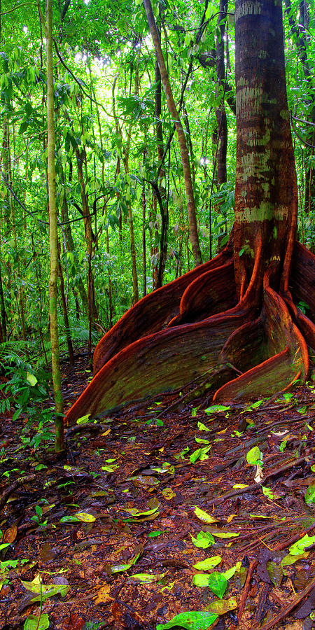 Roots of the Rainforest- Daintree,  Australia Photograph by Kenneth Lane Smith