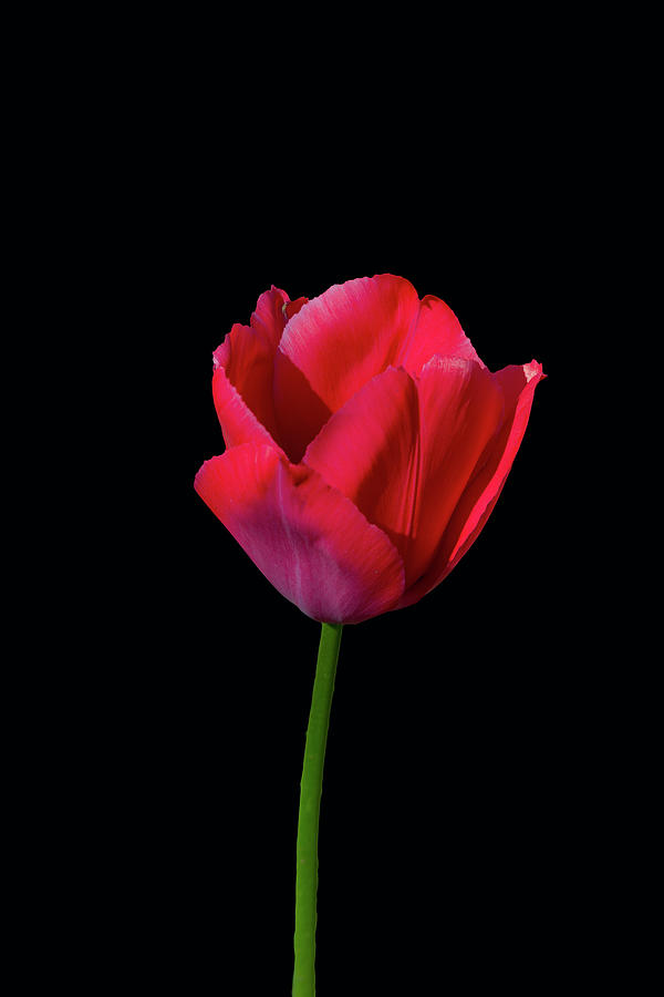 Red Tulip on Black Photograph by Cate Franklyn