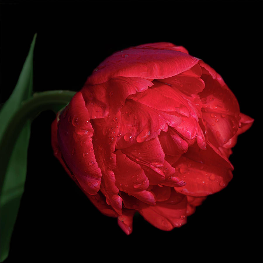 Red Tulip on Black - Square Format Photograph by Teresa Wilson