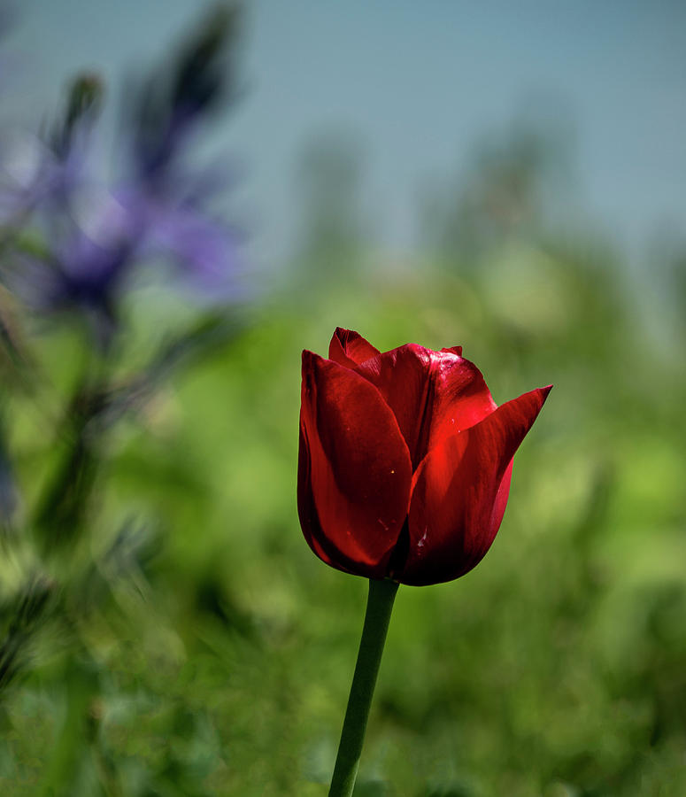 Red Tulip Photograph by Roni Chastain