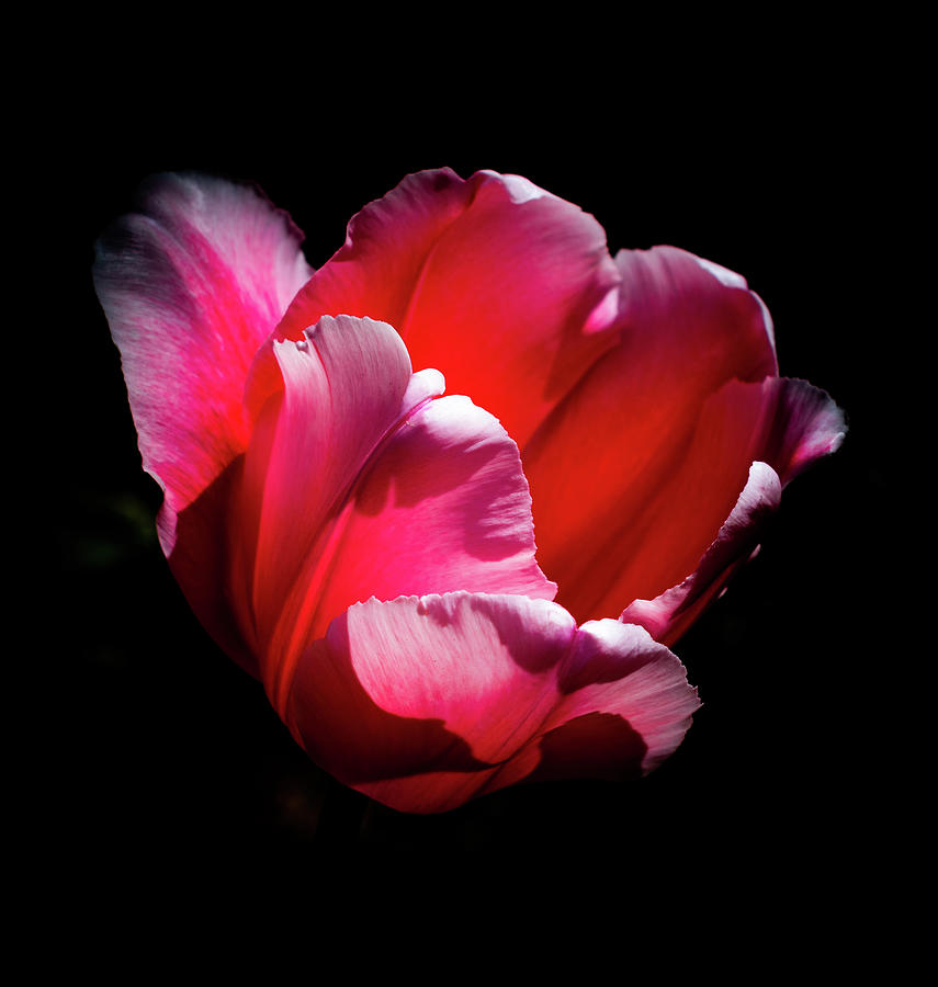 Red Tulip Splendor Photograph by Len Bomba