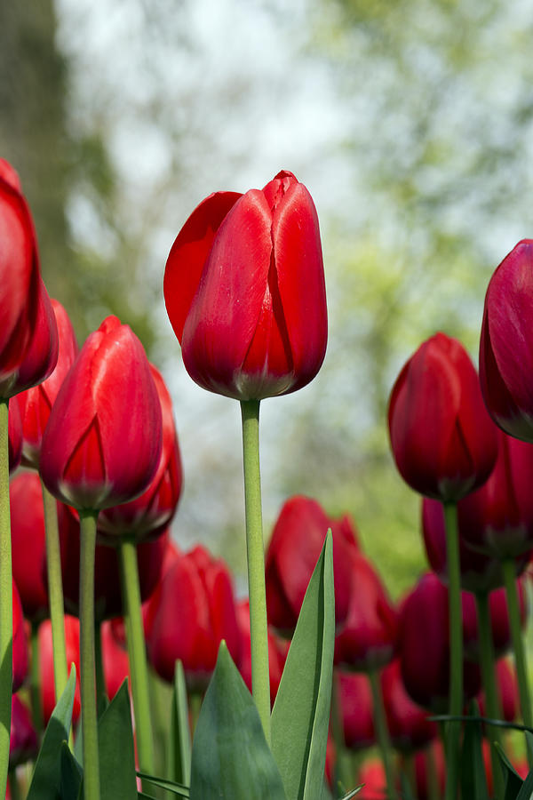 Red tulip standing out from the crowd Photograph by Robas