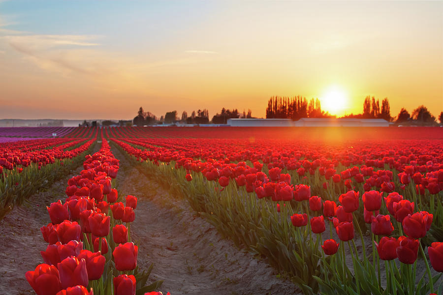 Red Tulip Sunset Photograph by Michael Rauwolf