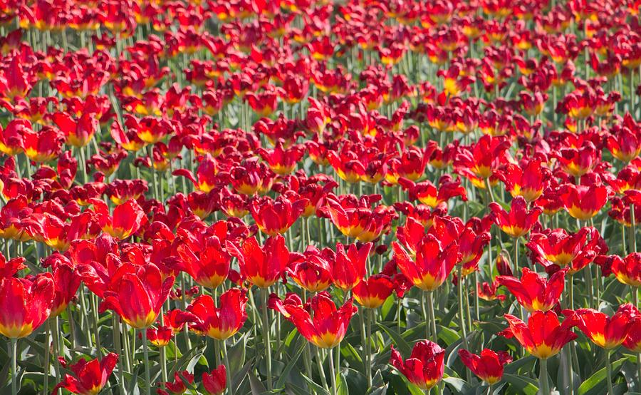 Red Tulip Symphony Photograph