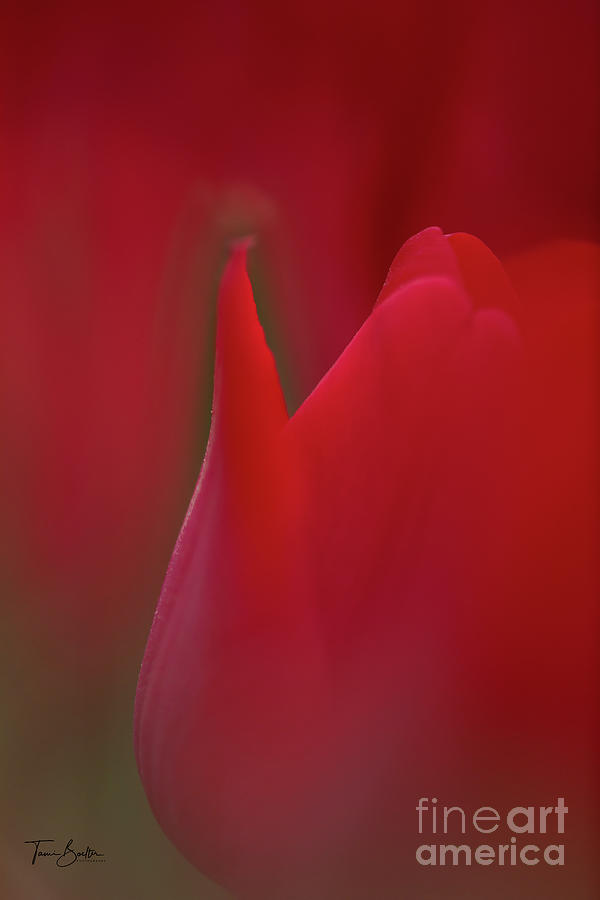 Red Tulip Photograph by Tami Boelter