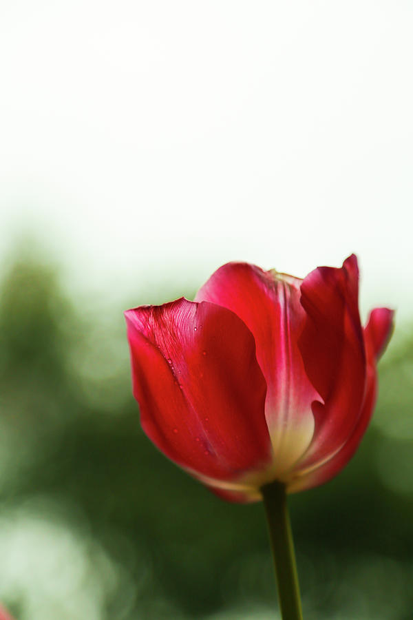 Tulip Photograph - Red Tulip by Tim Nichols