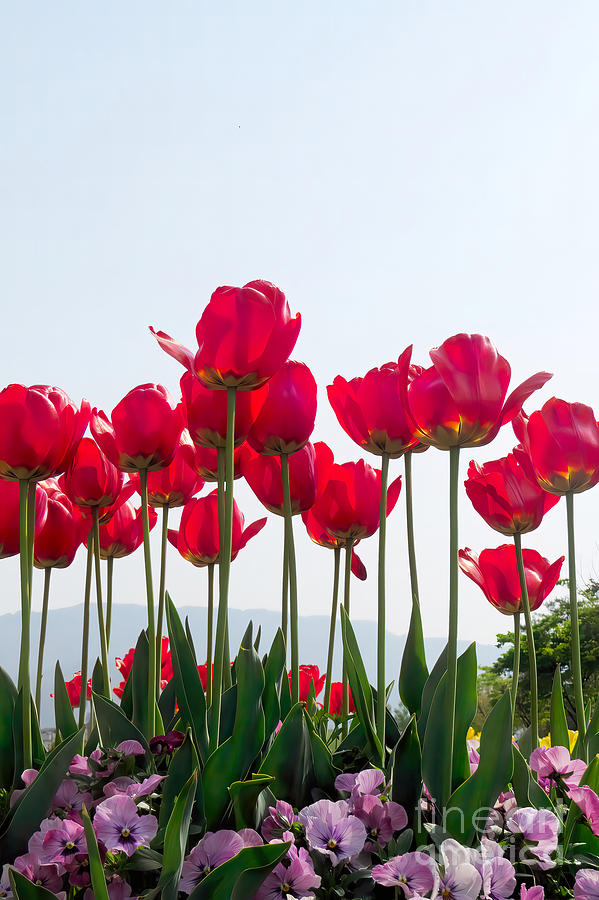 Red Tulips and Pink Pansies Photograph by Scott Cameron